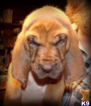 bloodhound puppy posted by central ky hounds